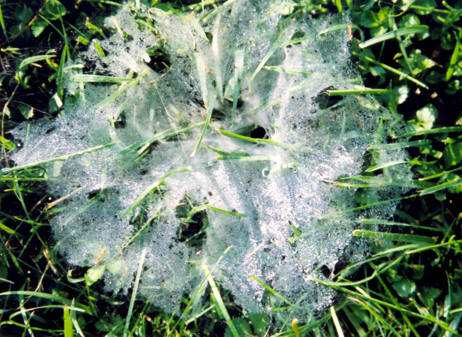 Morning dew beading on a spider's basket web spread across blades of grass.