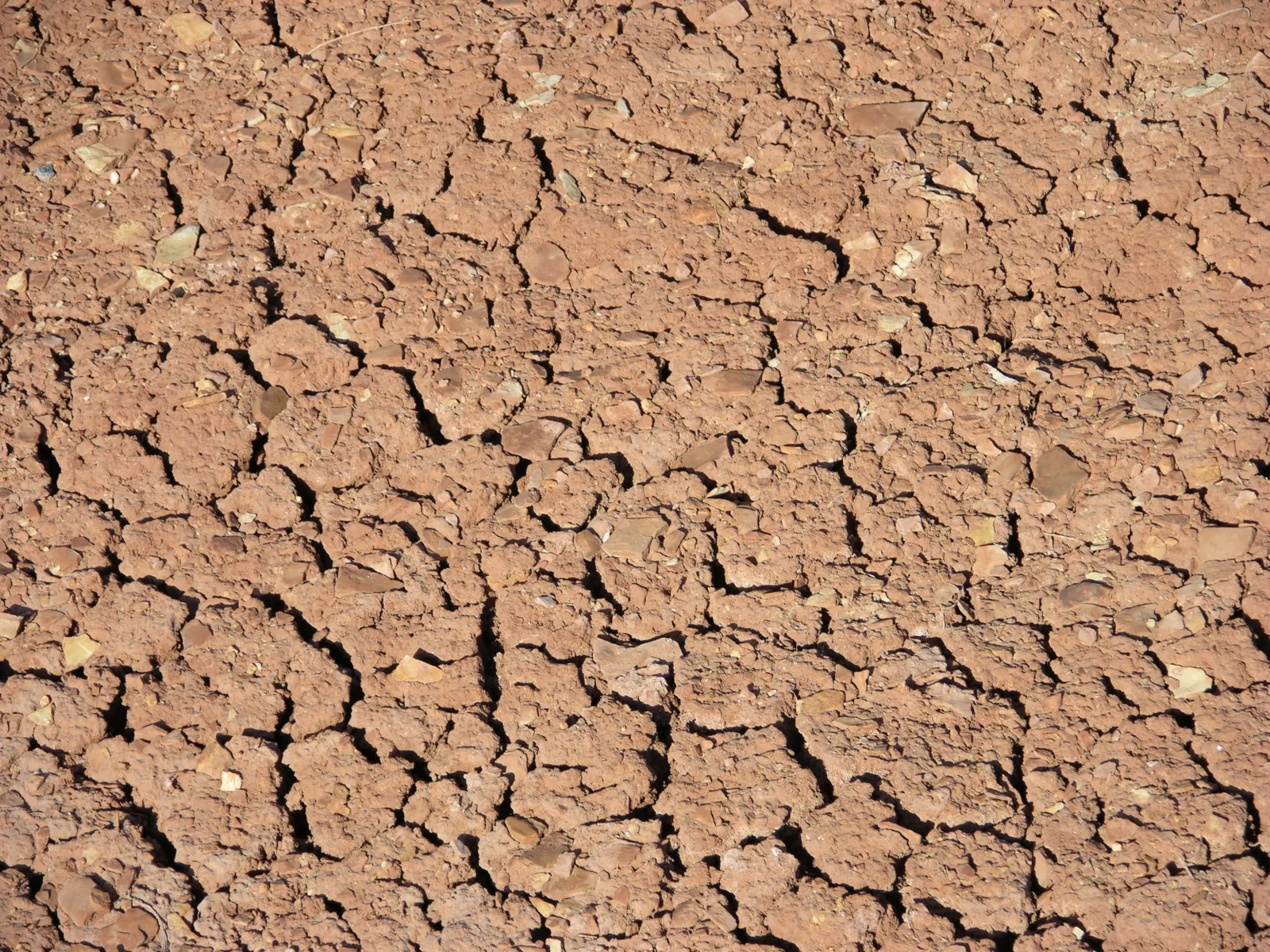 Sun-baked mud of a dried-up Arizona stream bed cracked into a pattern of small polygons.