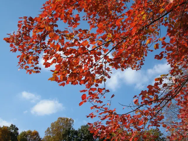 Branches of bright red maple leaves against a deep blue autumn sky dotted with small white clouds.